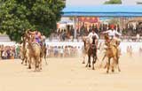 Pushkar camel fair race