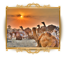 Pushkar fair, pushkar, pushkar camel fair