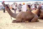pushkar fair camel