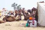 pushkar fair, camel rexexing, pushkar fair hotel, pushkar fair images