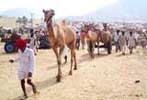 pushkar fair images, pushkar fair, pushkar, images of pushkar fair, hotels in pushkar