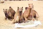 pushkar fair pushkar, pushkar camel fair, hotel in pushkar, hotels in pushkar pushkar fair images