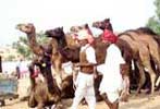 pushkar fair image, images of pushkar camel fair