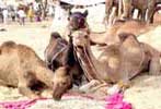 pushkar camel fair