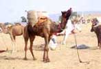 pushkar fair