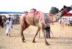 pushkar fair, pushkar